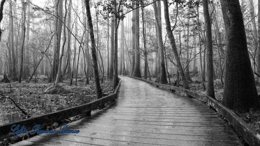 Black and white of a boardwalk leading through a foggy swamp.