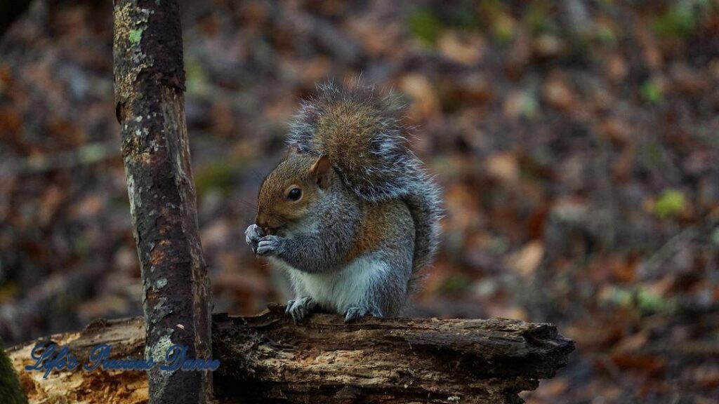 Squirrel eating an acorn on a log.