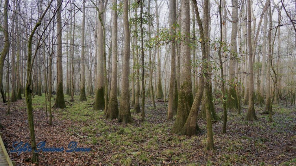 Hazy sunlight glistening through cypress trees in the swamp.