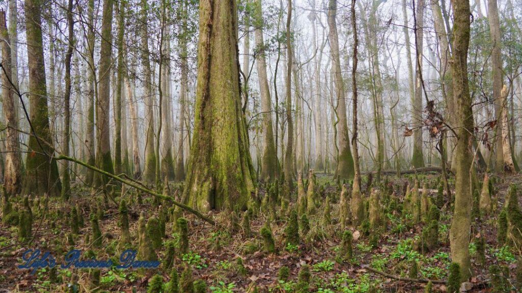 Hazy sunlight glistening through cypress trees in the swamp.