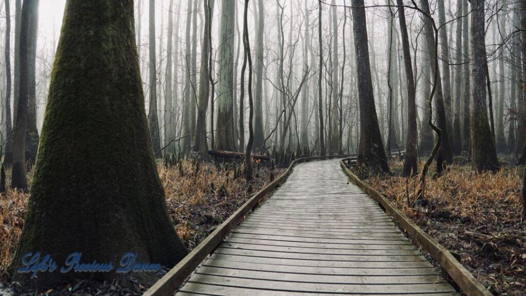 Boardwalk leading through a foggy swamp