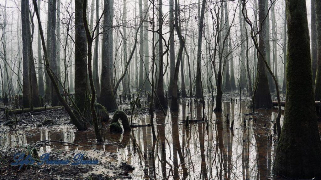 Cypress trees in a foggy swamp.