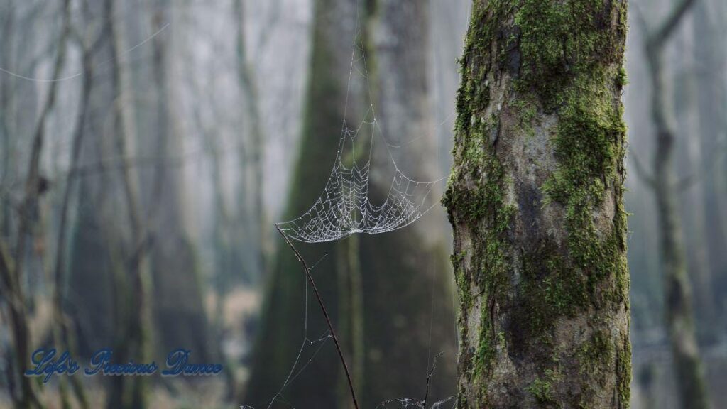 Spider web in the swamp with a foggy background.