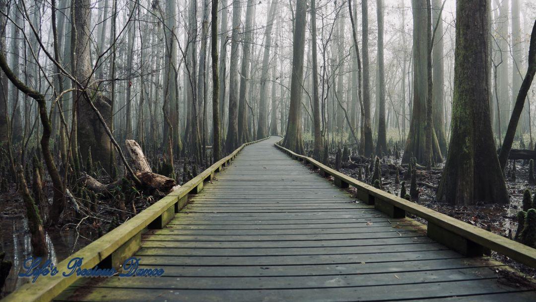 Boardwalk leading through a foggy swamp