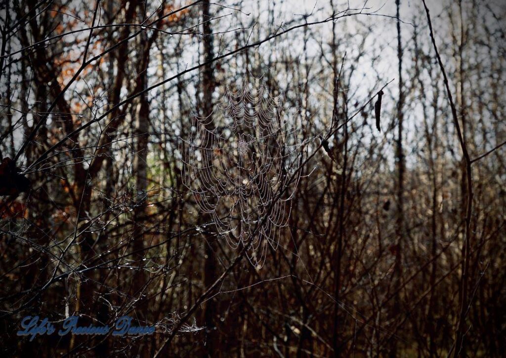 Large spider web glistening against a wooded background