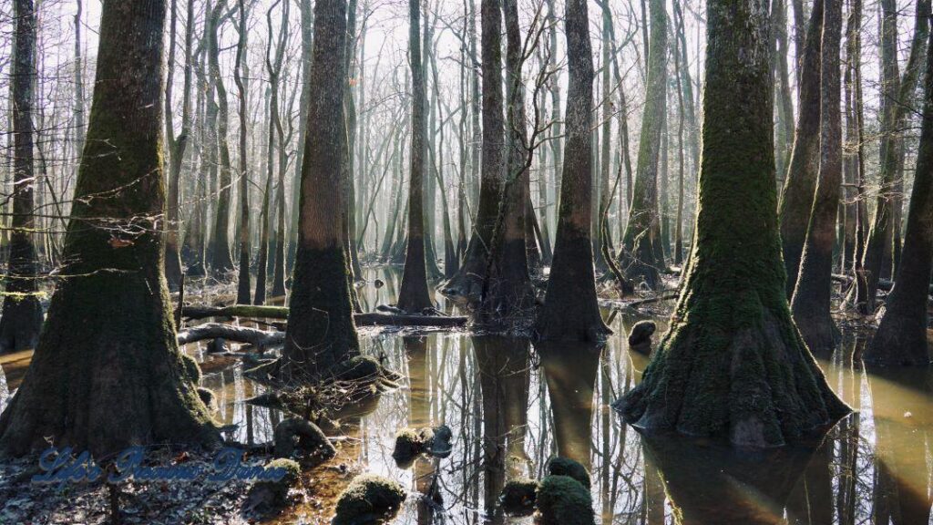 Hazy sunlight glistening through cypress trees in the swamp.