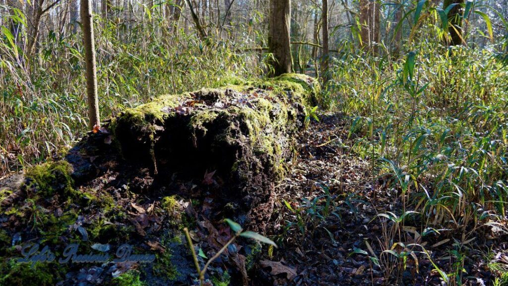 Downed moss covered tree in the forest.