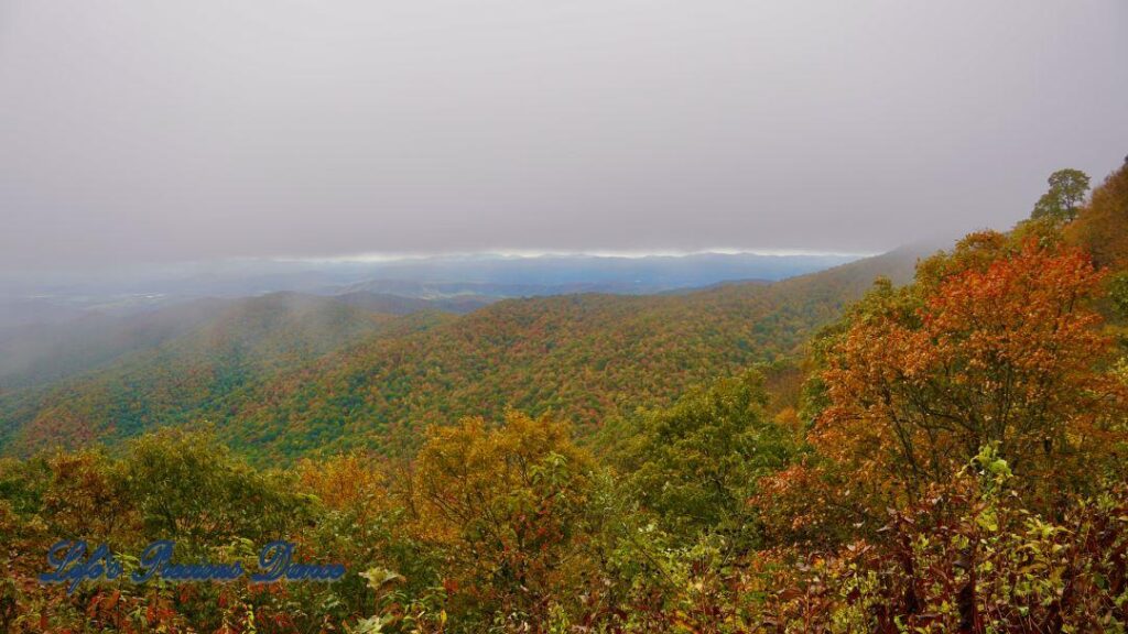 Landscape view of the colorful trees of the Blue Ridge Mountains. Overcast skies overhead and fog in the valley.