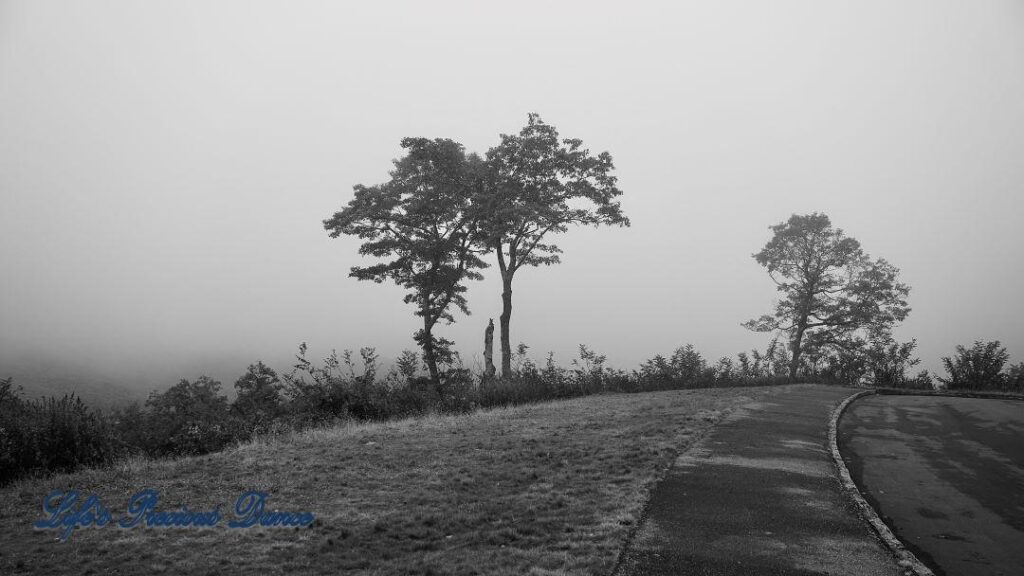 Black and white of three trees in the fog along the Blue Ridge Parkway