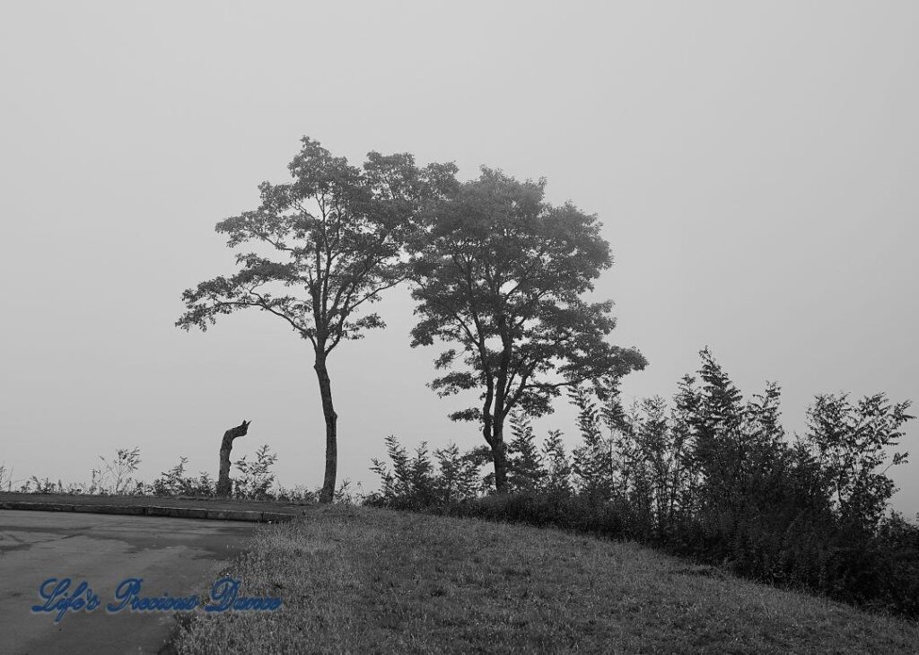 Black and white of two trees in the fog along the Blue Ridge Parkway