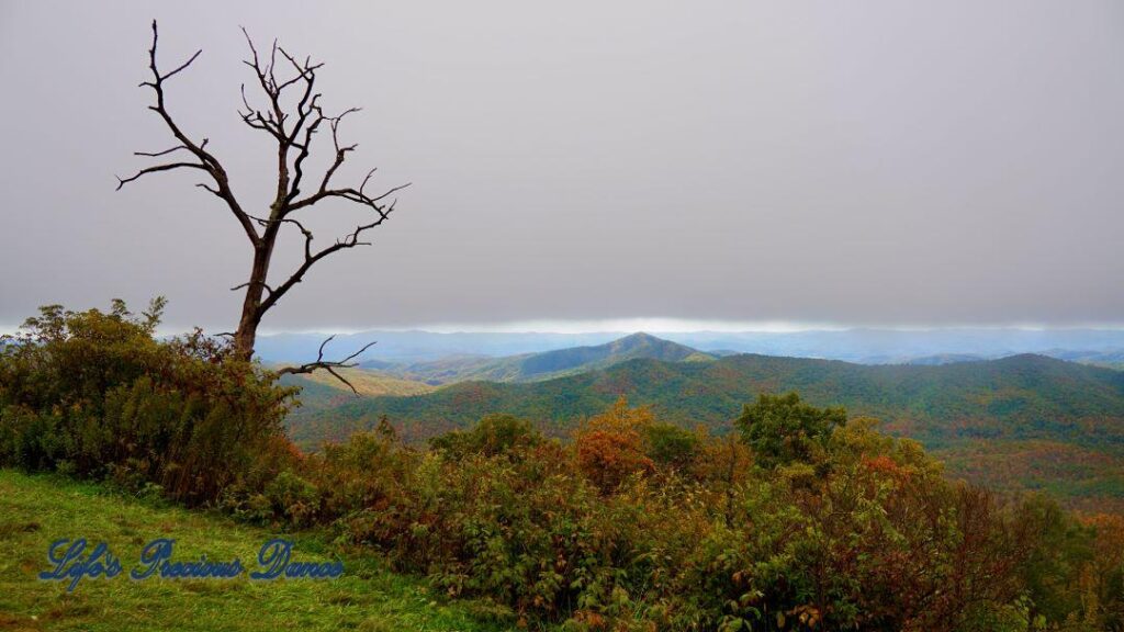 Landscape view of the colorful trees of the Blue Ridge Mountains. Overcast skies overhead and fog in the valley. A lone dead tree to the left.