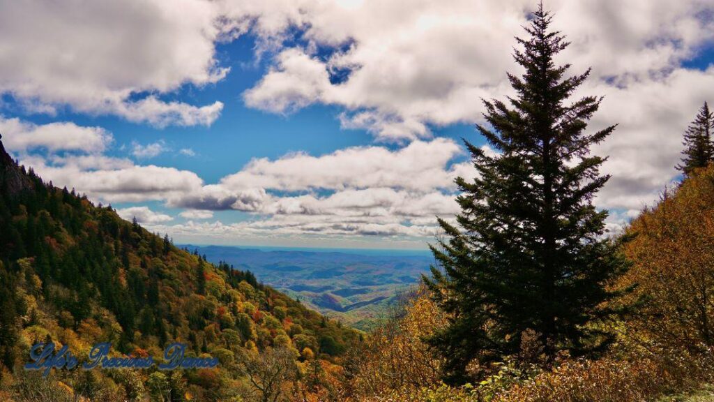 Landscape view of the colorful Blueridge mountains from Devil&#039;s Courthouse. Fluffy clouds overhead. Lone cedar tree in foreground.