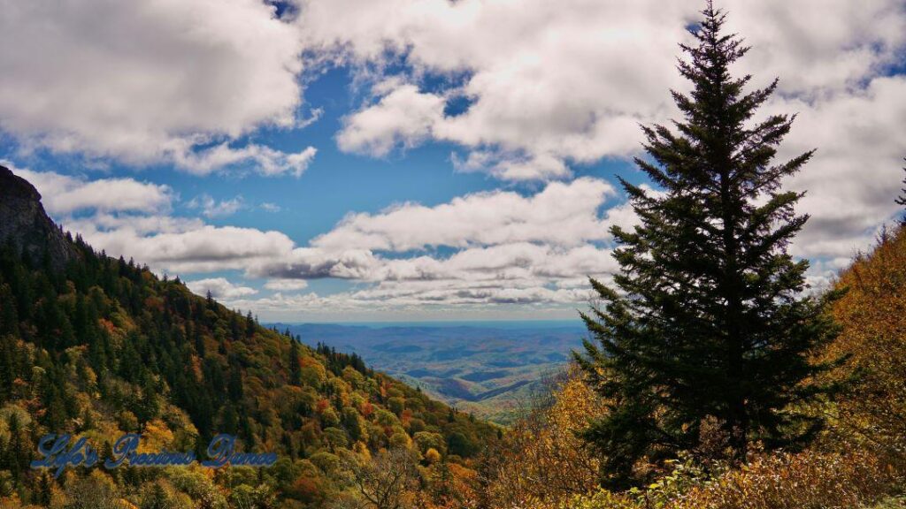 Landscape view of the colorful Blueridge mountains from Devil&#039;s Courthouse. Fluffy clouds overhead. Lone cedar tree in foreground.