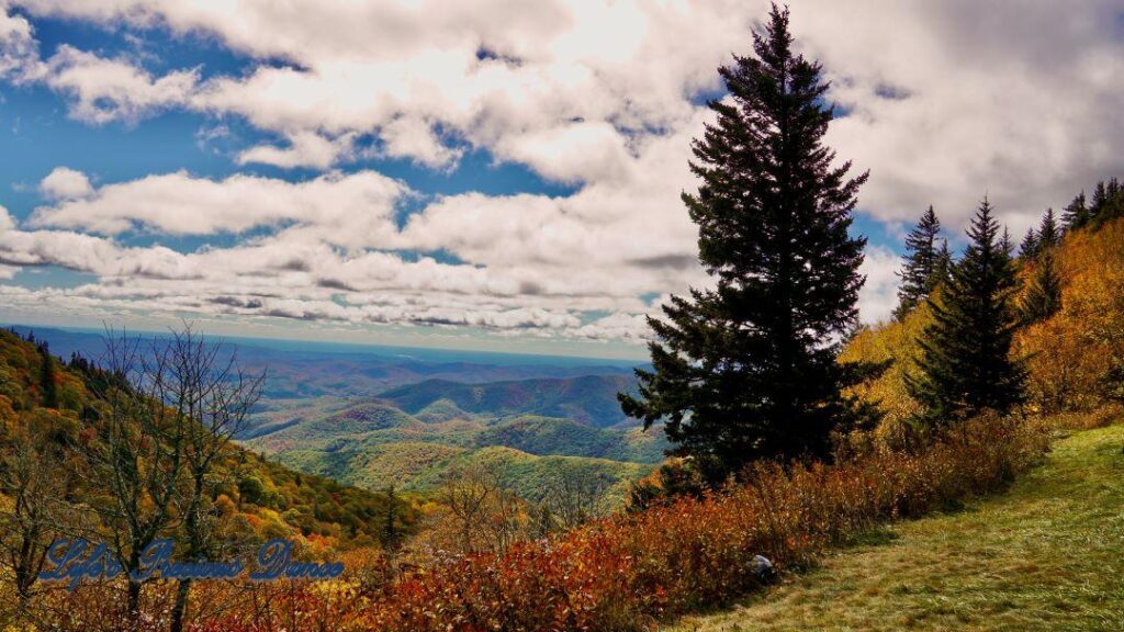 Landscape view of the colorful Blueridge mountains from Devil&#039;s Courthouse. Fluffy clouds overhead. Lone cedar tree in foreground.