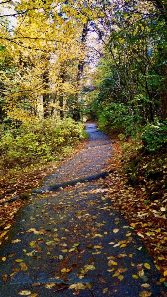 Colorful leave covered trail leading to Devils Courthouse overlook.