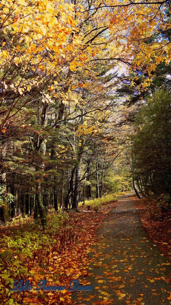 Colorful leave covered trail leading to Devils Courthouse overlook.