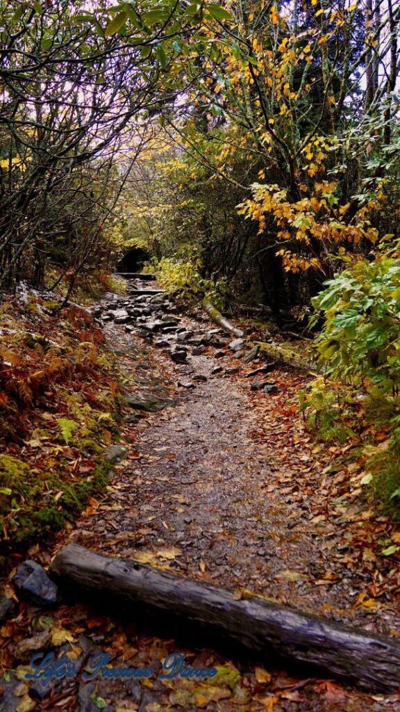 Colorful leave covered trail leading to Devils Courthouse overlook.