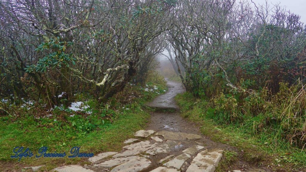 Foggy trail surrounded by barren rhododendron bushes.