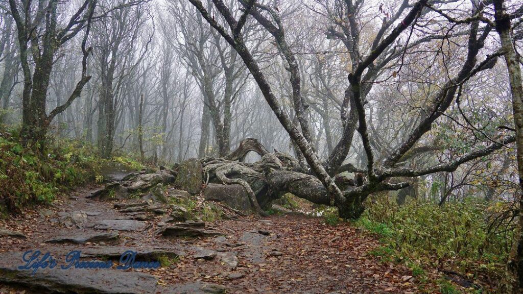 Foggy trail, surrounded by trees, leading to the Craggy Dome