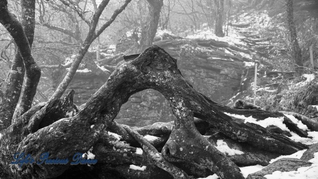 Black and white of above ground roots, growing over a rocks, with a window view of fog and snow covered trees.