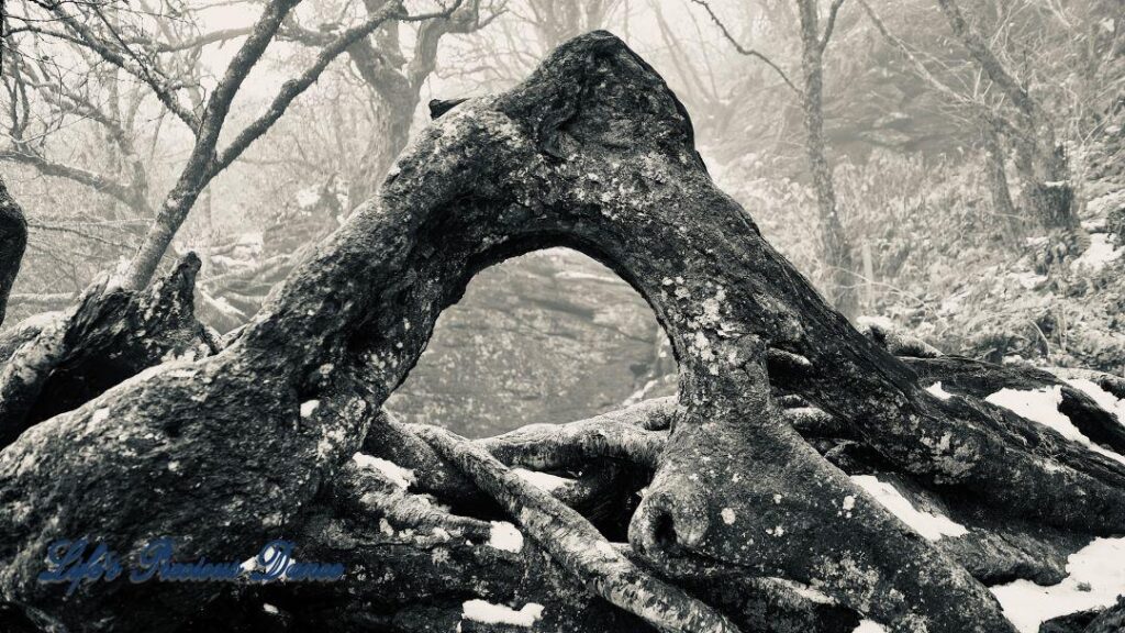 Black and white of above ground roots, growing over a rocks, with a window view of fog and snow covered trees.