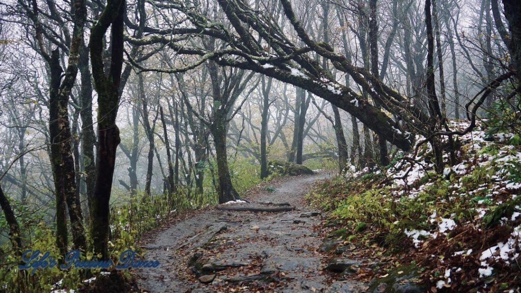 Foggy trail surrounded by barren snow covered rhododendron bushes and trees.