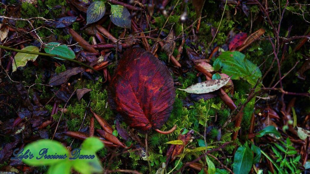 Burnt color leaf resting on moss covered root.