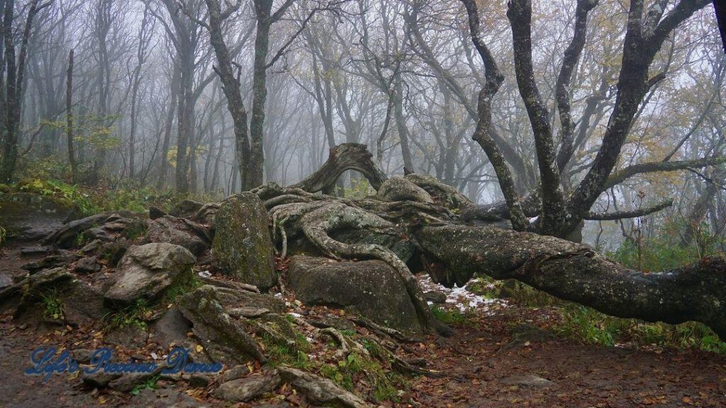 Above ground roots, growing over a rocks, with a window view of fog covered trees.