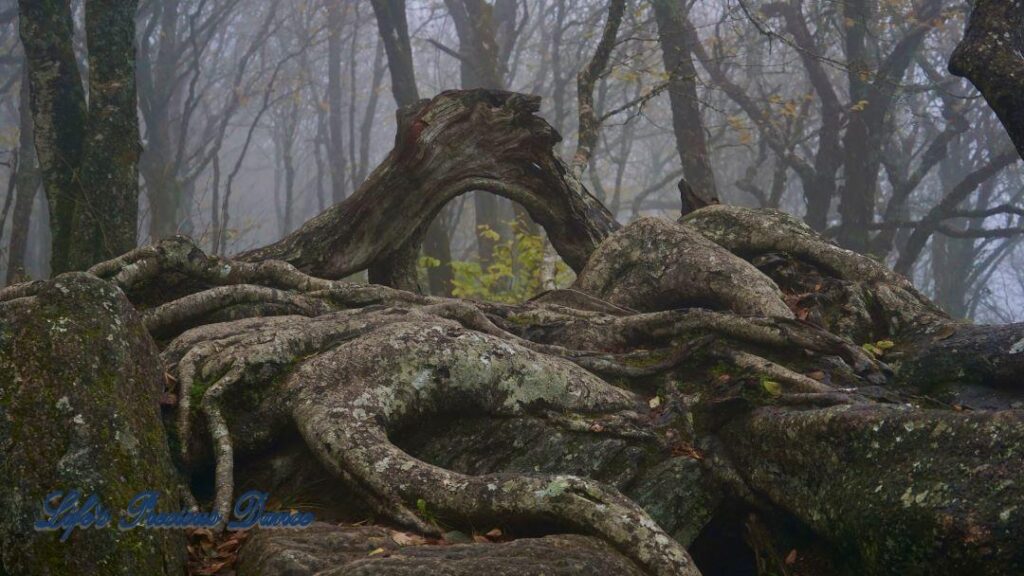 Above ground roots, growing over a rocks, with a window view of fog covered trees.