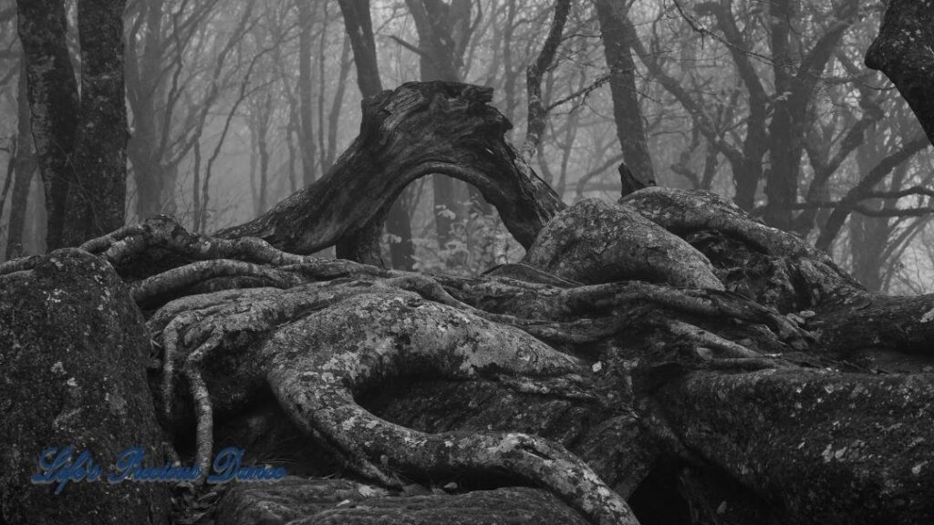 Black and white of above ground roots, growing over a rocks, with a window view of fog covered trees.