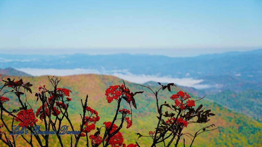 Bright red berries with landscape view of Blueridge mountains in the background.