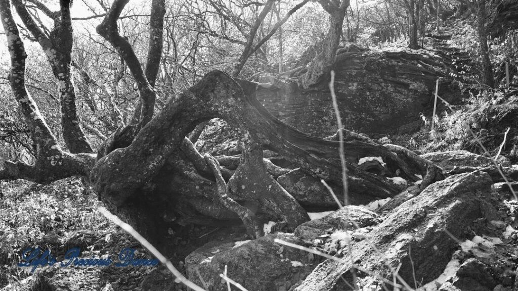 Black and white of above ground roots, growing over a rocks, with a window view of trees.