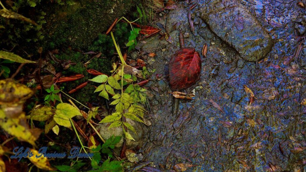 Burnt colored leaf resting on wet rock