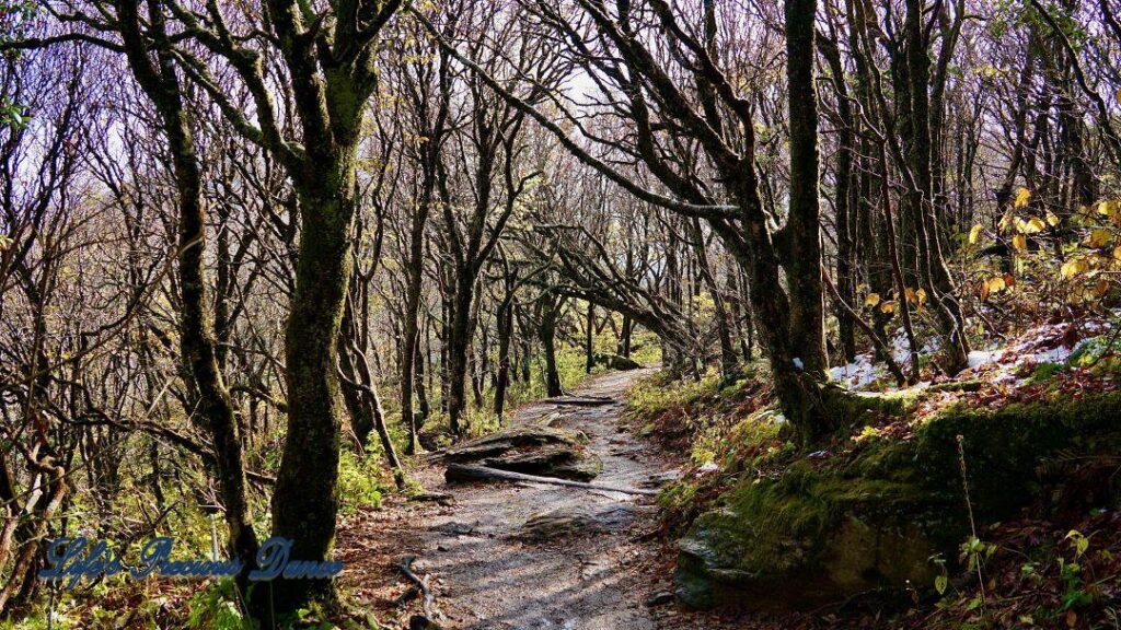 Wet trail leading up to the Craggy Dome