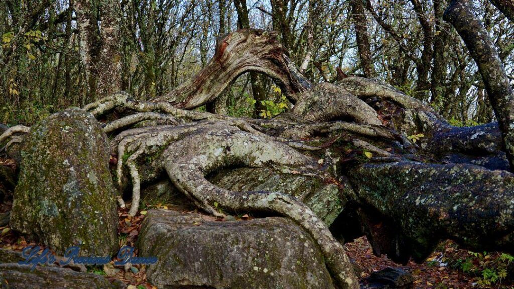 Above ground roots, growing over a rocks, with a window view of trees.