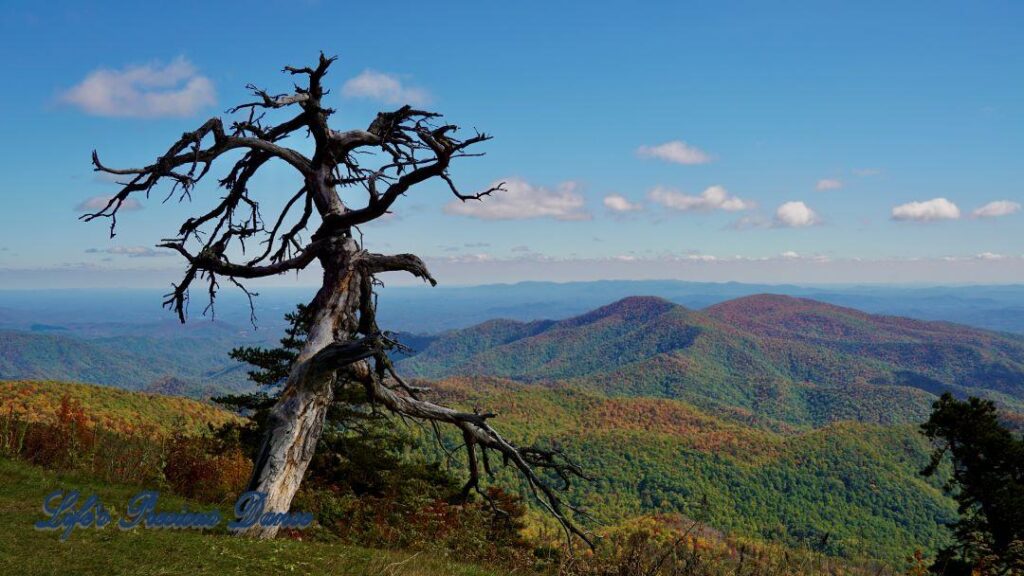 Landscape view of the Blue Ridge mountains with a lone dead tree in foreground.