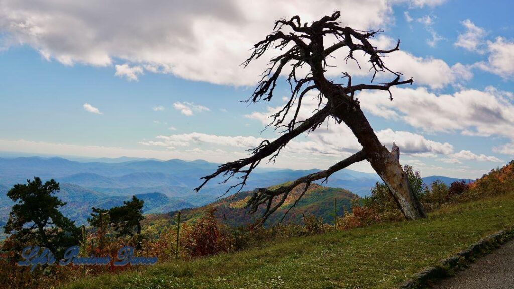 Dead tree with arms reaching out into Blue Ridge valley.