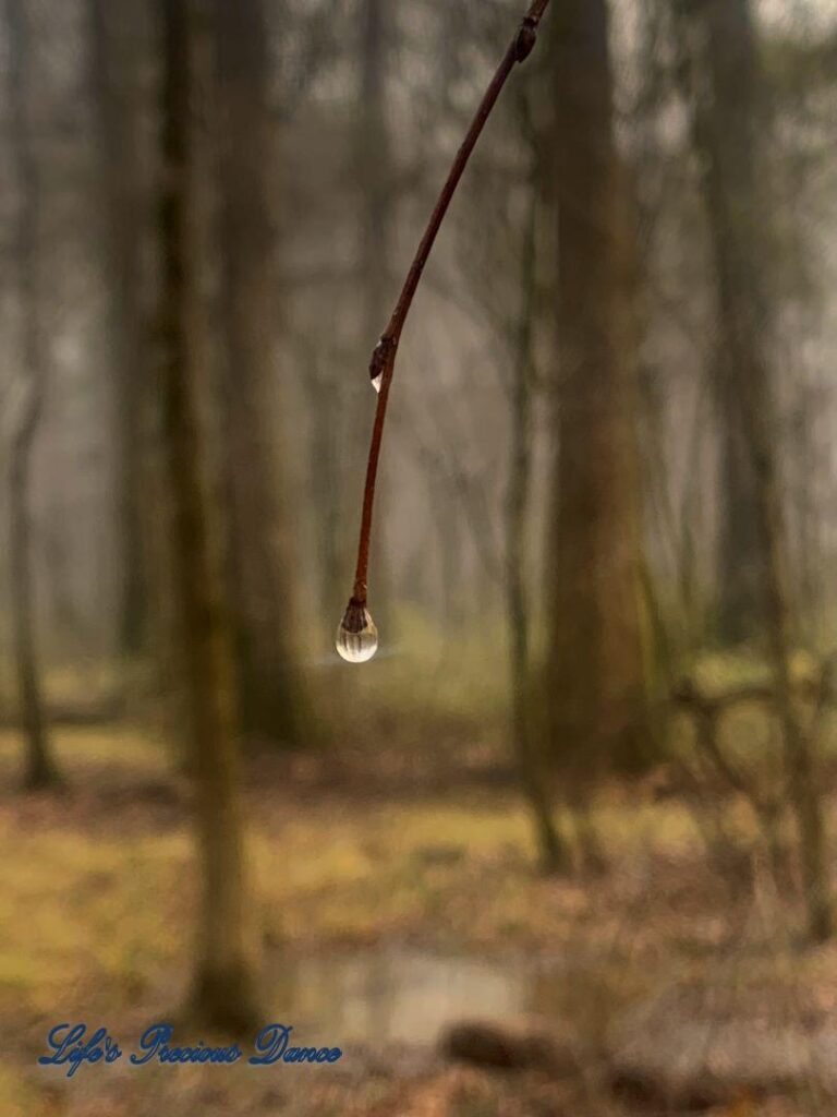 Water drop let suspended from a small twig with a wooded background