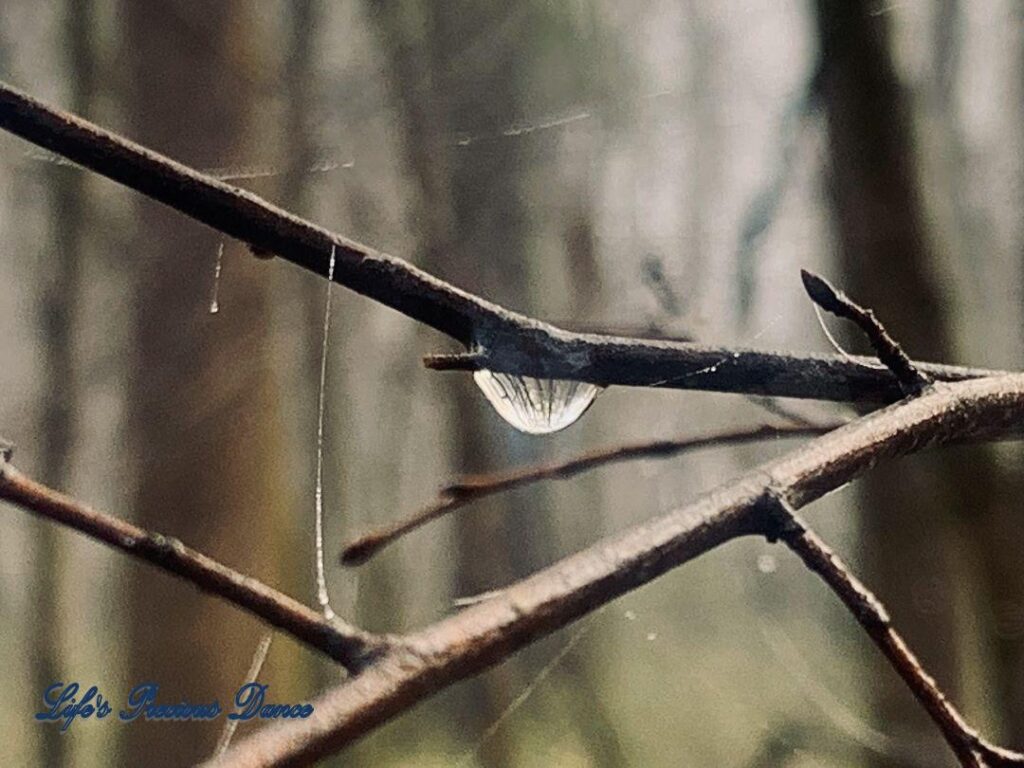 Water droplet suspended from a branch with remnants of a spider web.