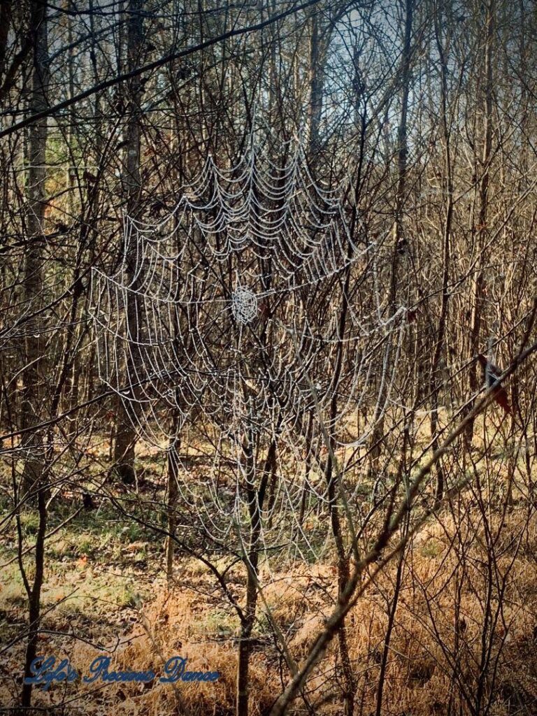 Large spider web glistening against a wooded background