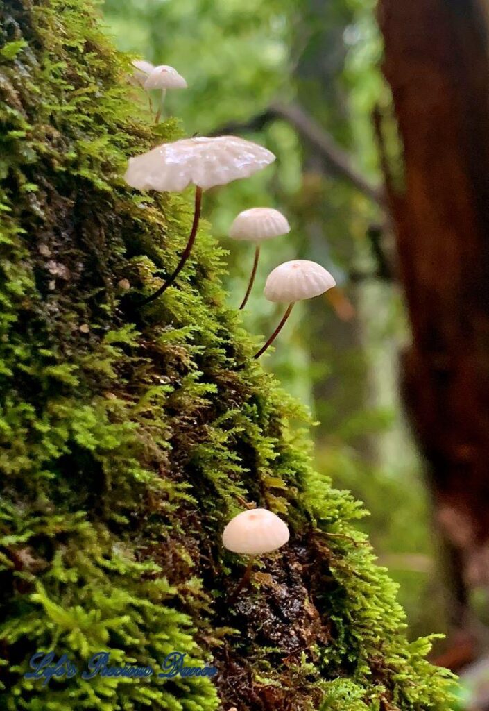 Close up of tiny white mushrooms growing out of moss covered tree