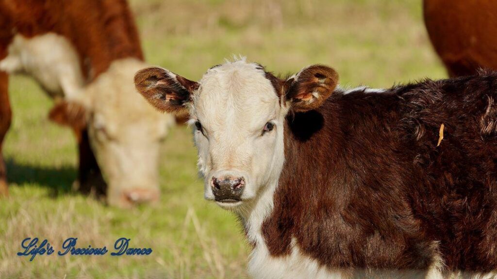 White faced calf staring at camera in a pasture