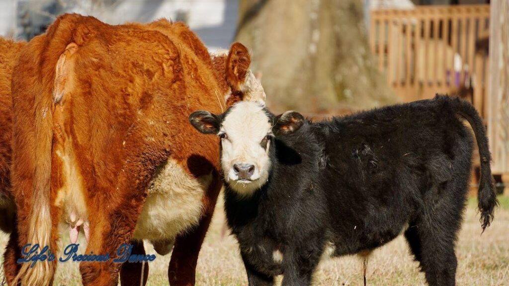 White faced calf standing beside mama cow who is looking in opposite direction.