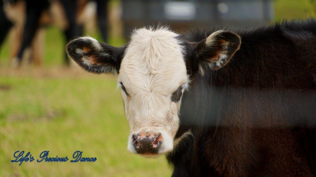 White faced calf staring straight at camera. Faded barbed fence line in foreground.