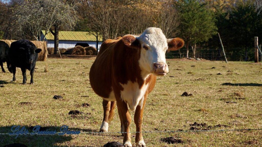 White faced and an all black cow standing in a pasture. A barn and hay bales in the background.