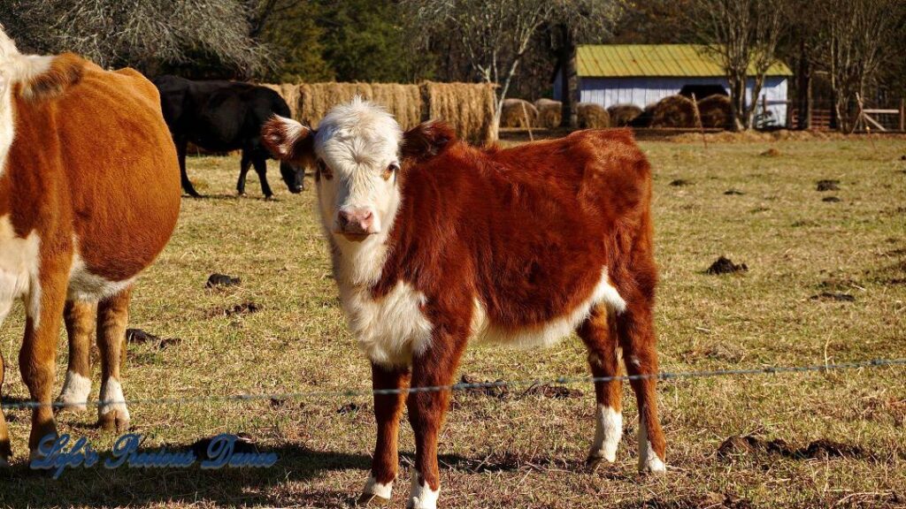 White faced calf in a pasture with other cows, A barn and hay bales in the background.