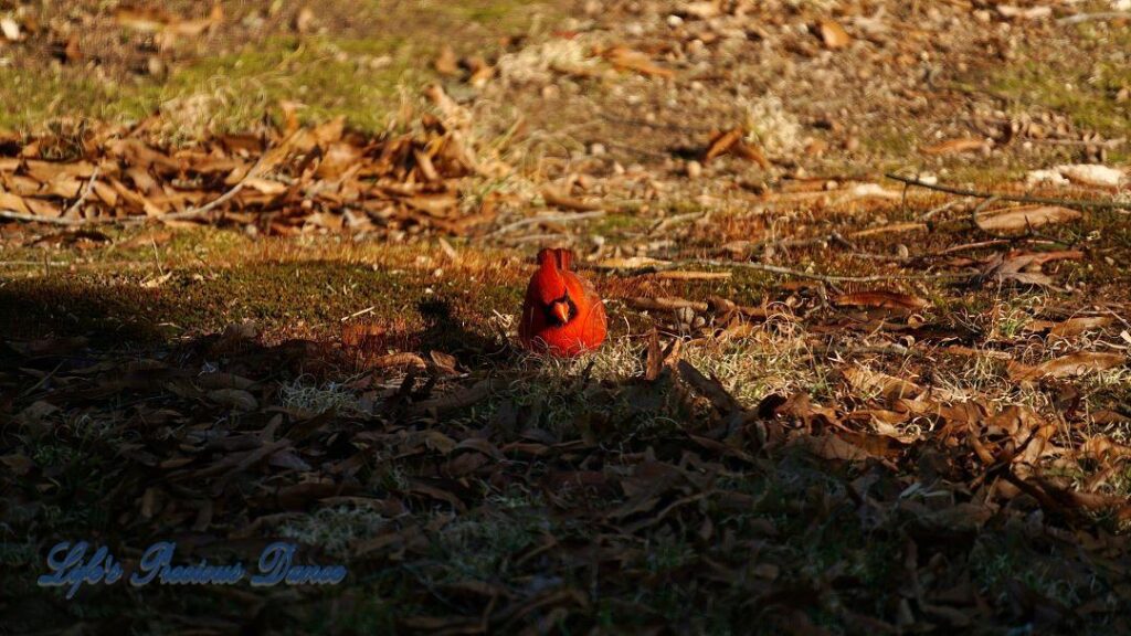 Cardinal scouring the ground for a late afternoon snack. A shadow is cast in the foreground.