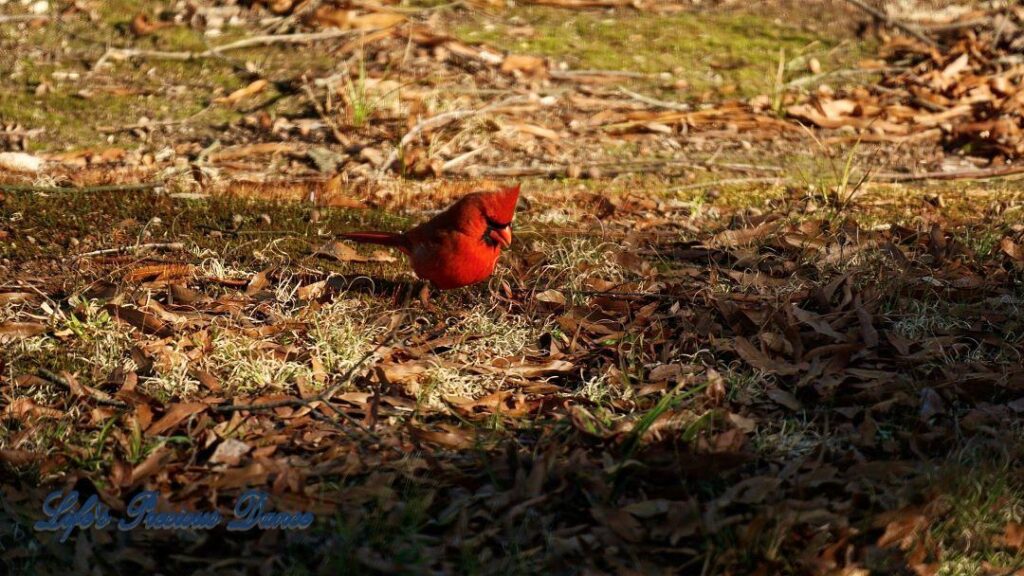 A cardinal scouring the ground for a late afternoon snack.