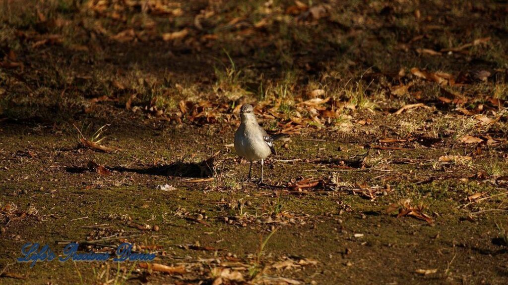 Mockingbird casting a shadow on the ground, staring off in the distance.