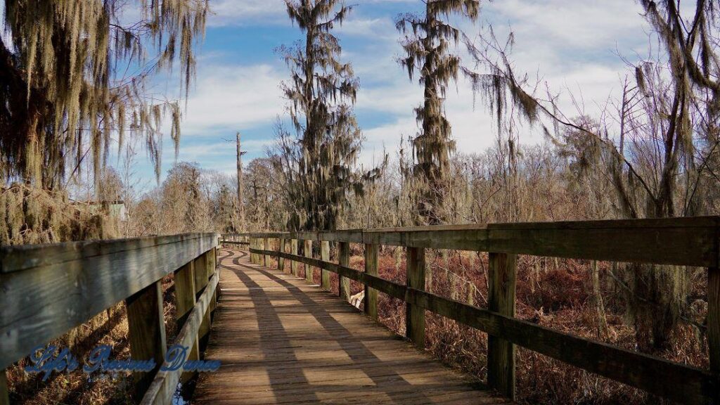 Boardwalk passing through the marsh. Spanish Moss hanging from the trees and passing clouds overhead.